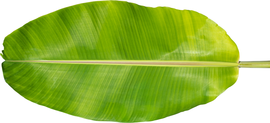 Banana Leaf Cutout